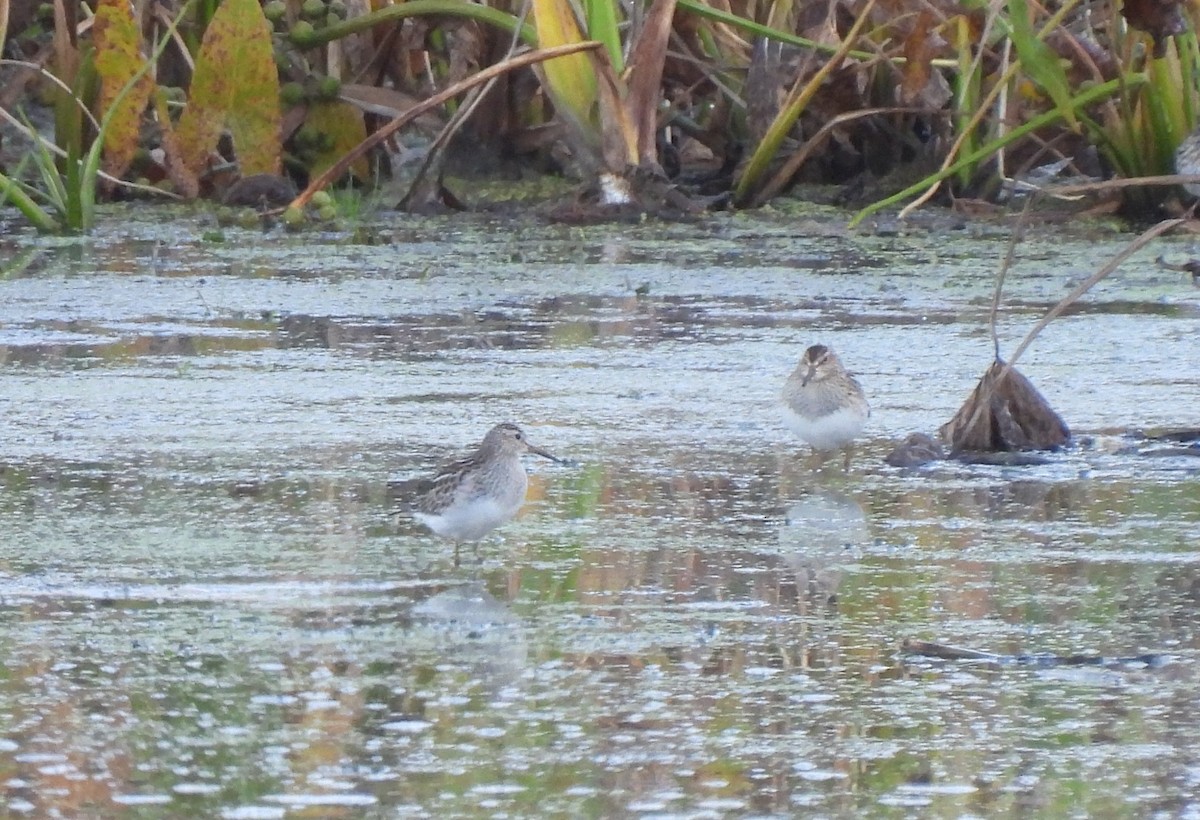 Pectoral Sandpiper - ML643229434