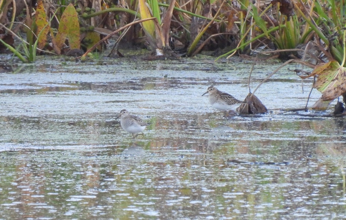 Pectoral Sandpiper - ML643229435