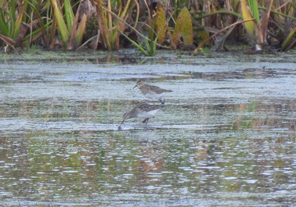 Pectoral Sandpiper - ML643229436