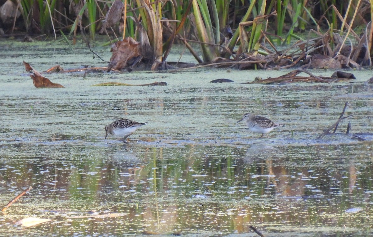 Pectoral Sandpiper - ML643229437