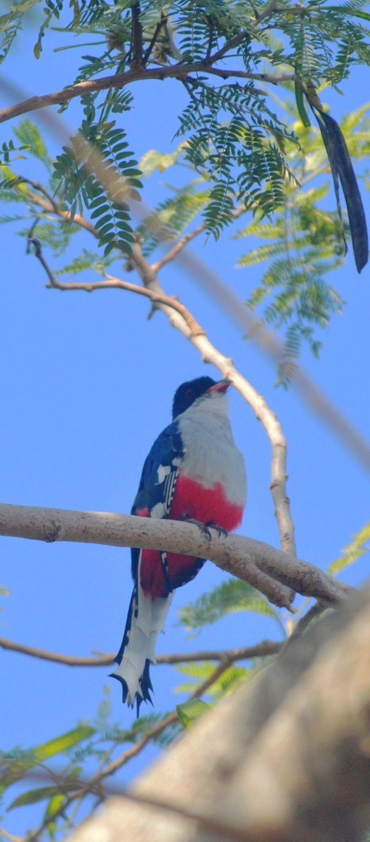 Cuban Trogon - ML643229443