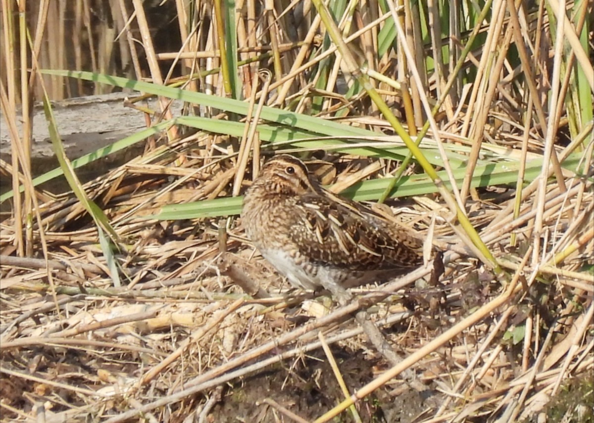 Common Snipe - ML643229445