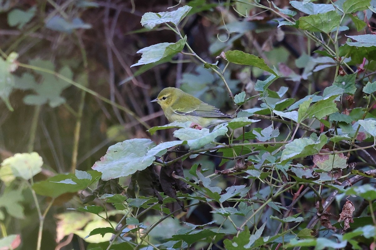 Tennessee Warbler - ML643229453
