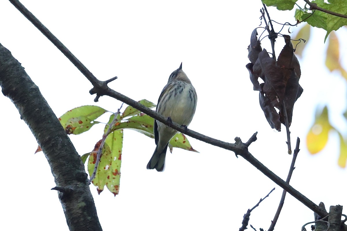 Yellow-rumped Warbler - ML643229455