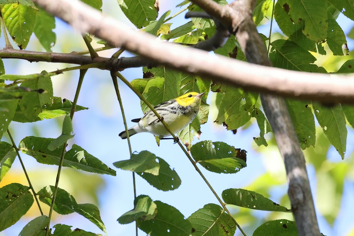 Black-throated Green Warbler - ML643229458