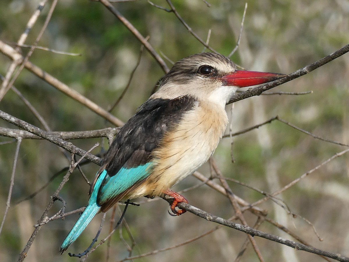 Brown-hooded Kingfisher - ML643229460