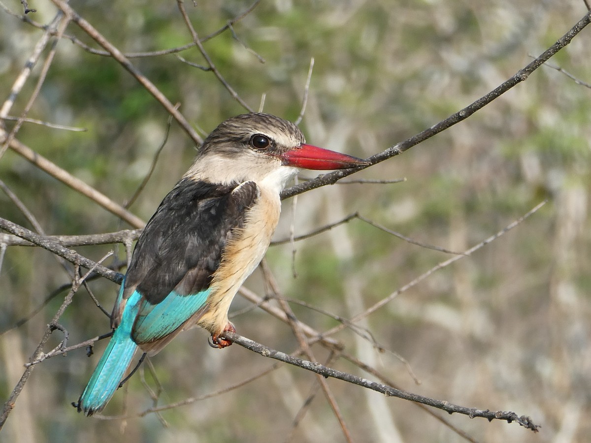 Brown-hooded Kingfisher - ML643229461