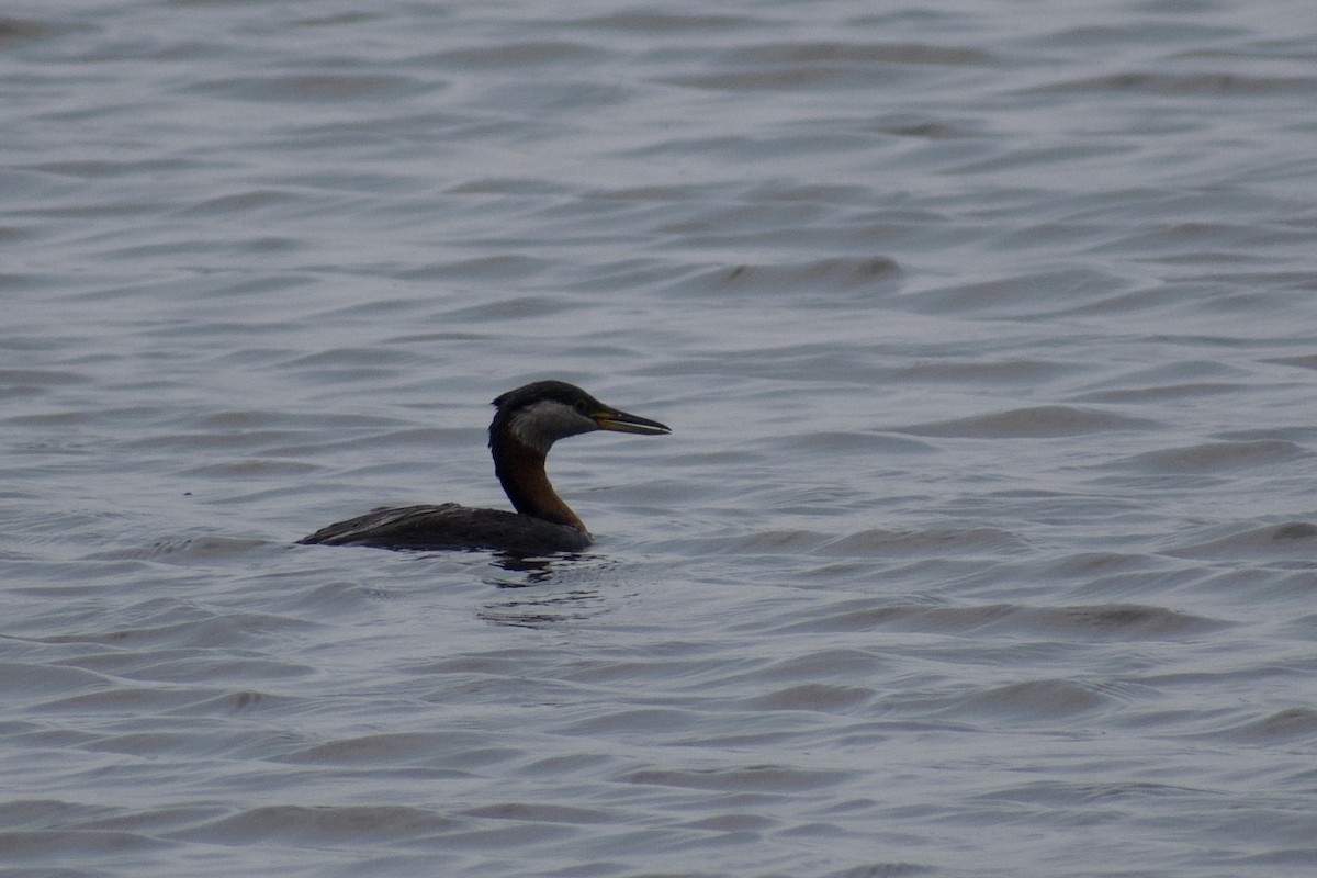 Red-necked Grebe - ML643229464