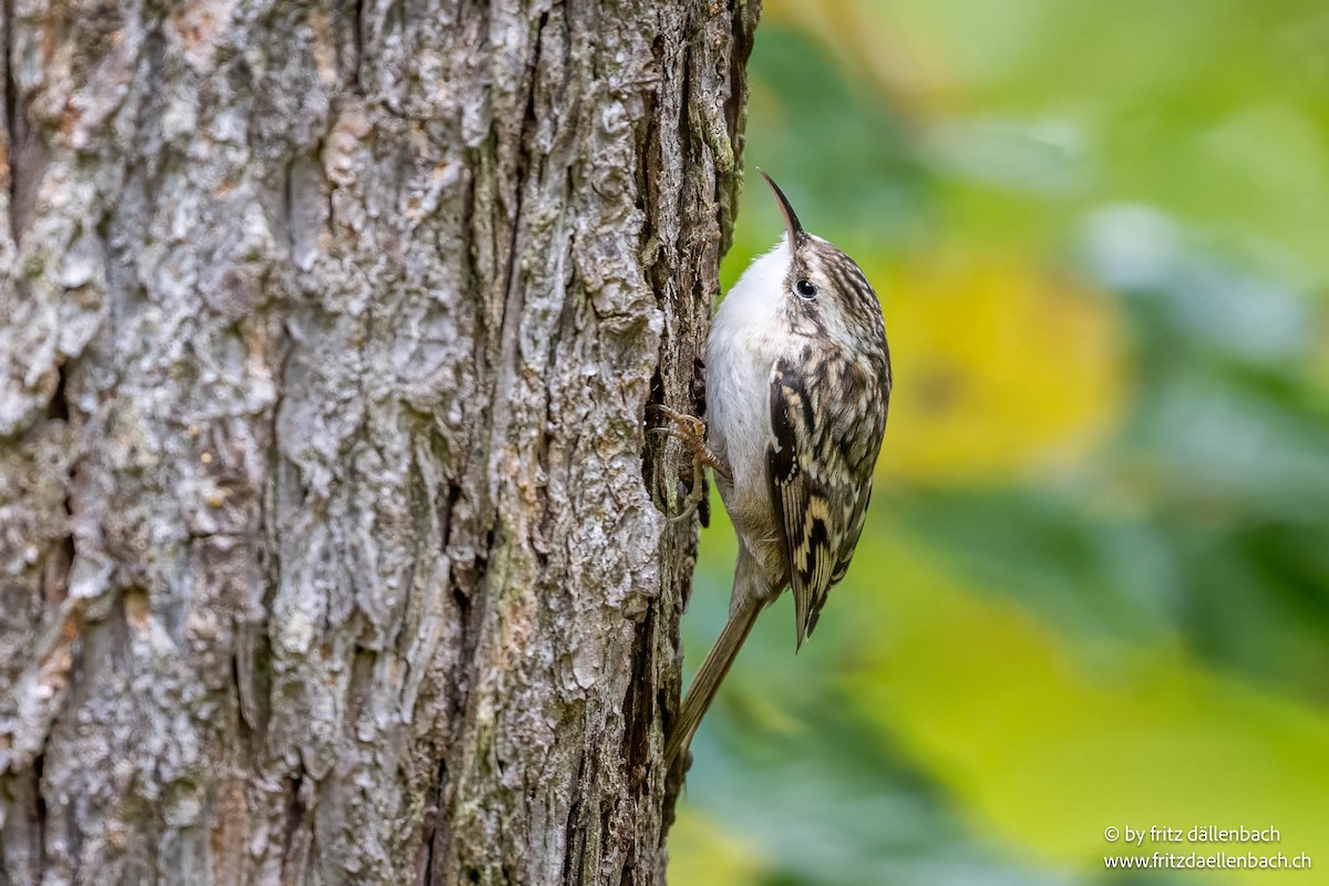 Short-toed Treecreeper - ML643229465