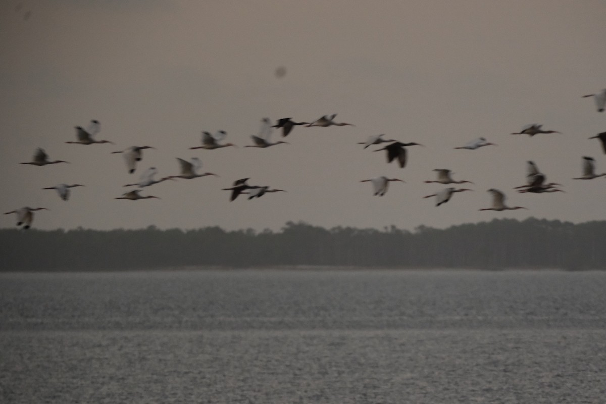 White Ibis - ML643229468