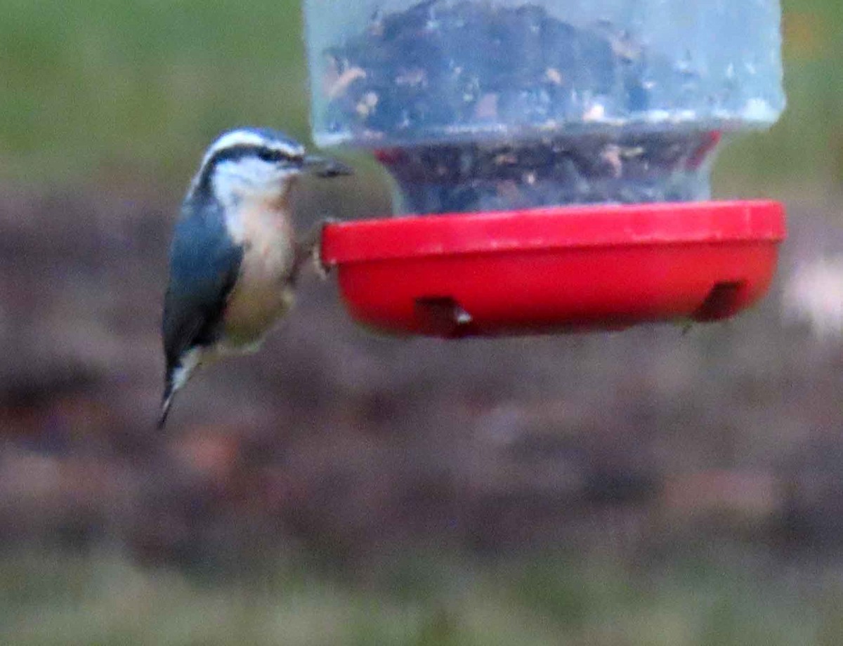 Red-breasted Nuthatch - ML643229469