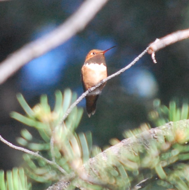 kalypta rezavolesklá - ML643229474