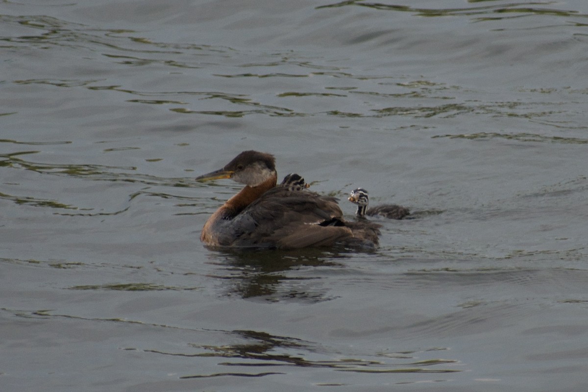 Red-necked Grebe - ML643229477