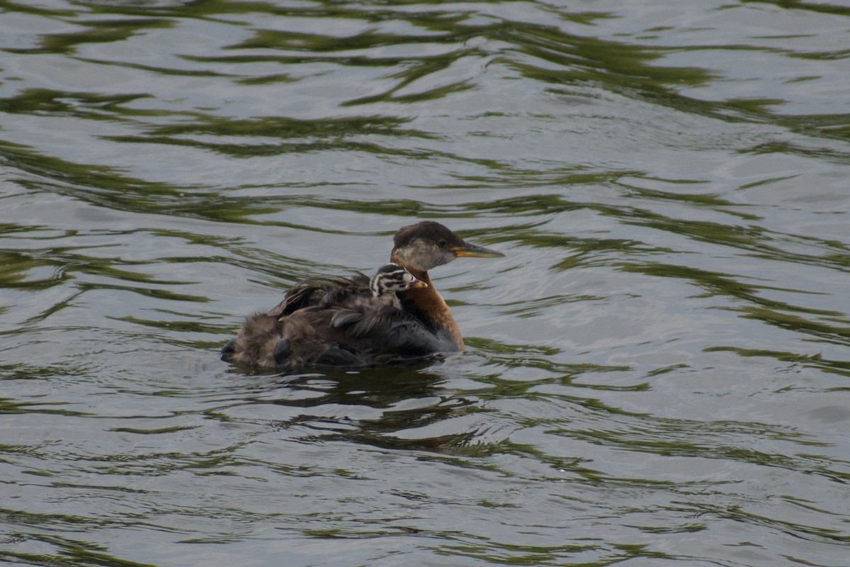 Red-necked Grebe - ML643229478