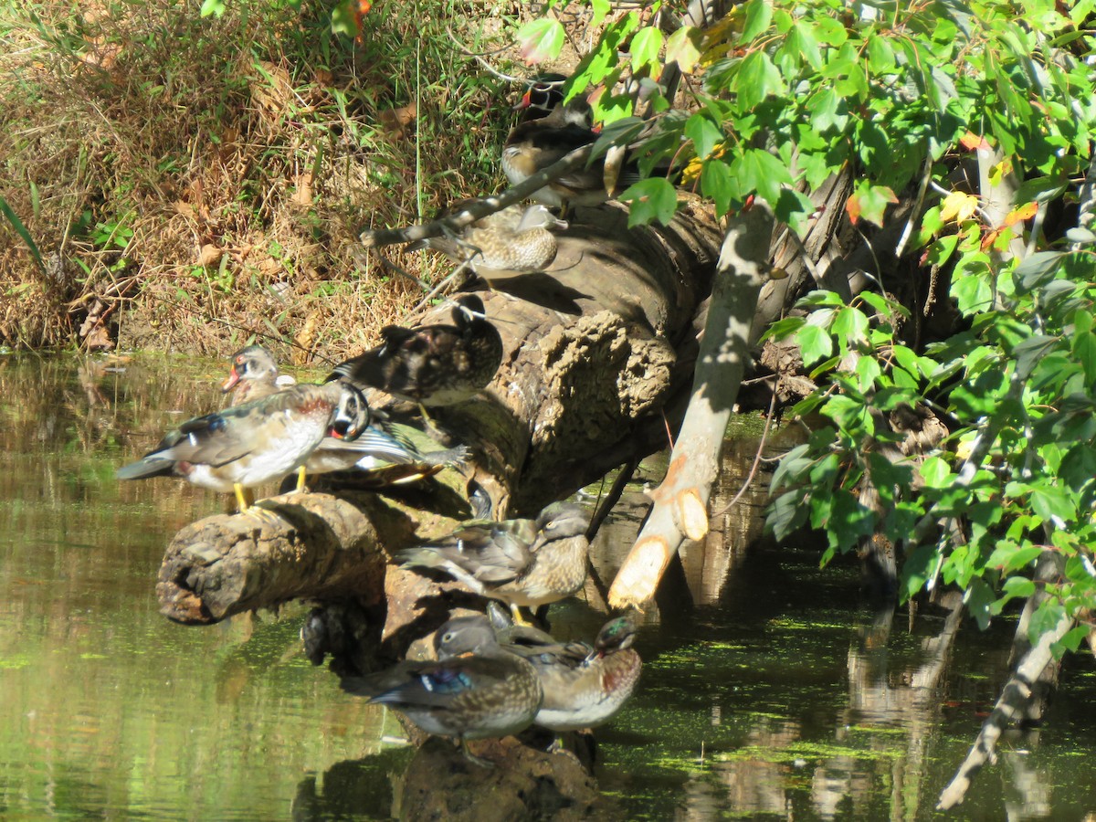 Wood Duck - ML643229483