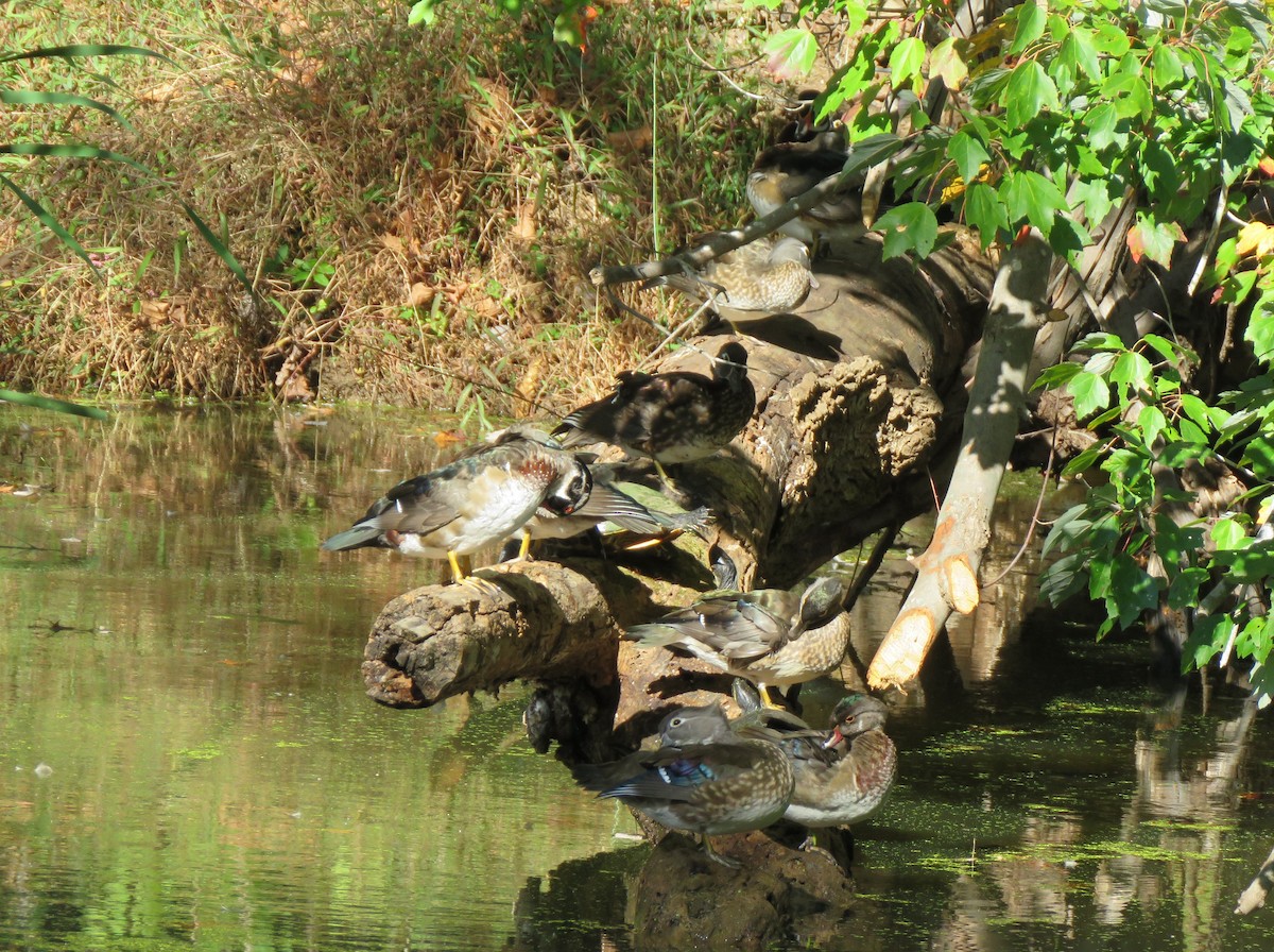 Wood Duck - ML643229484