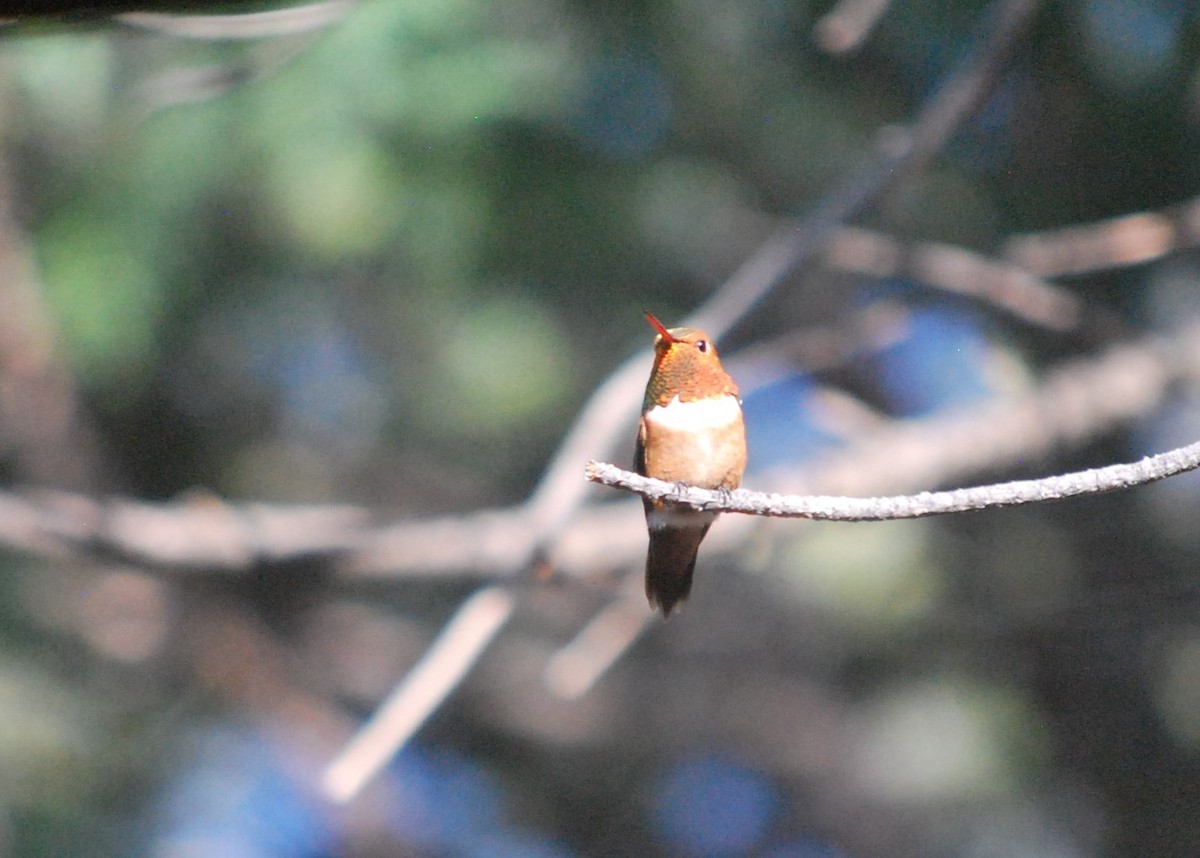 kalypta rezavolesklá - ML643229490