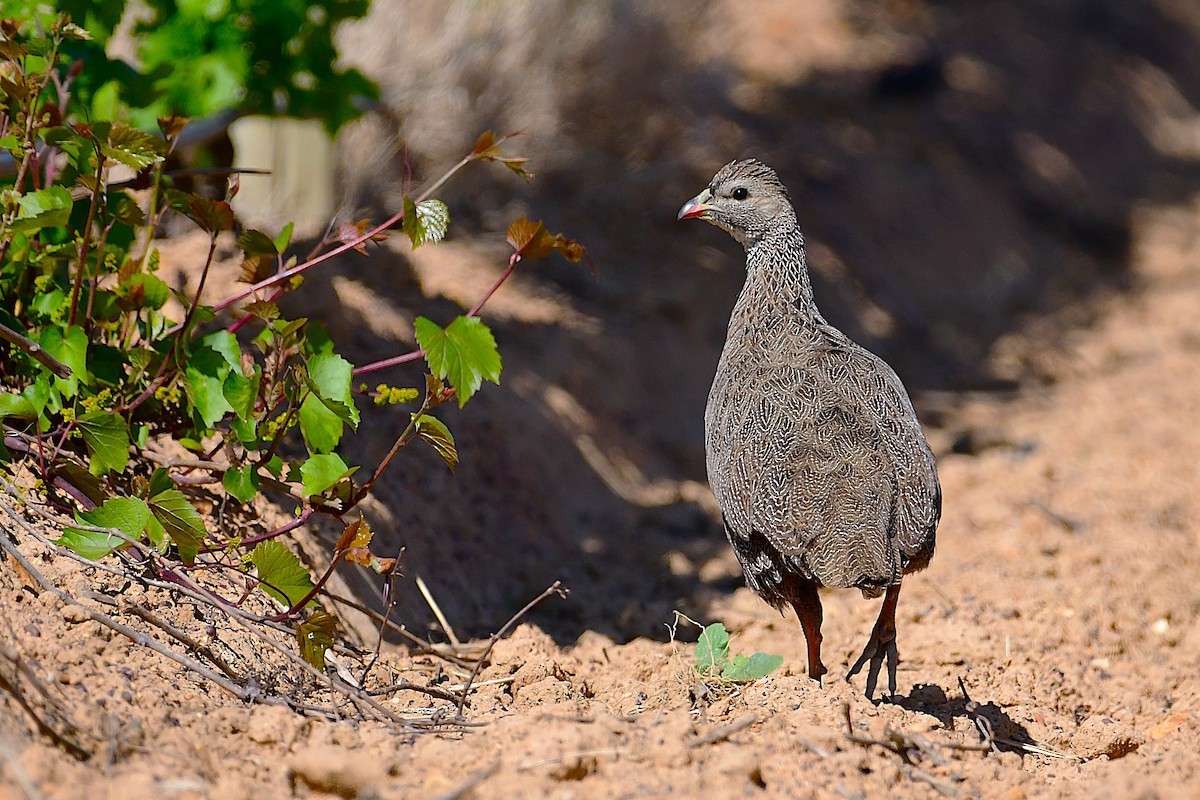 Cape Spurfowl - ML643229497