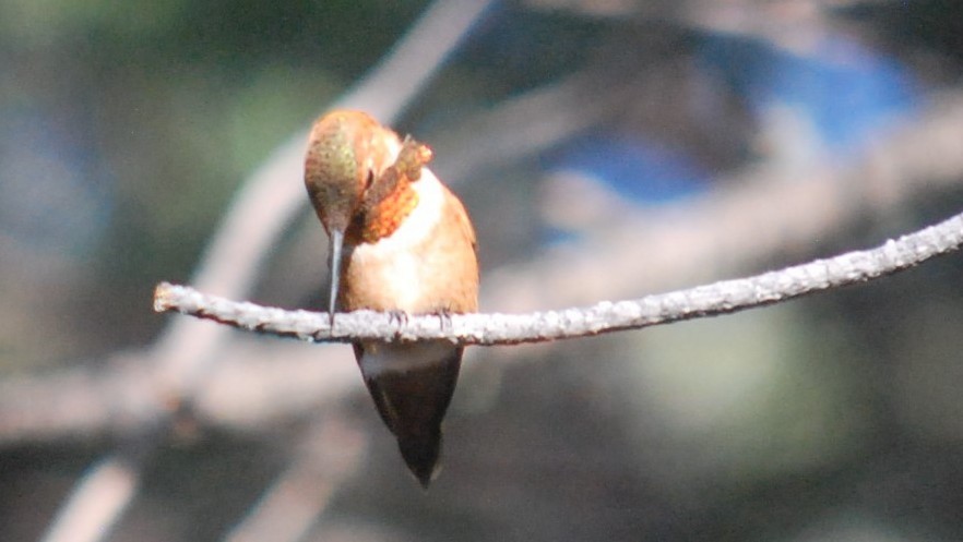 kalypta rezavolesklá - ML643229509