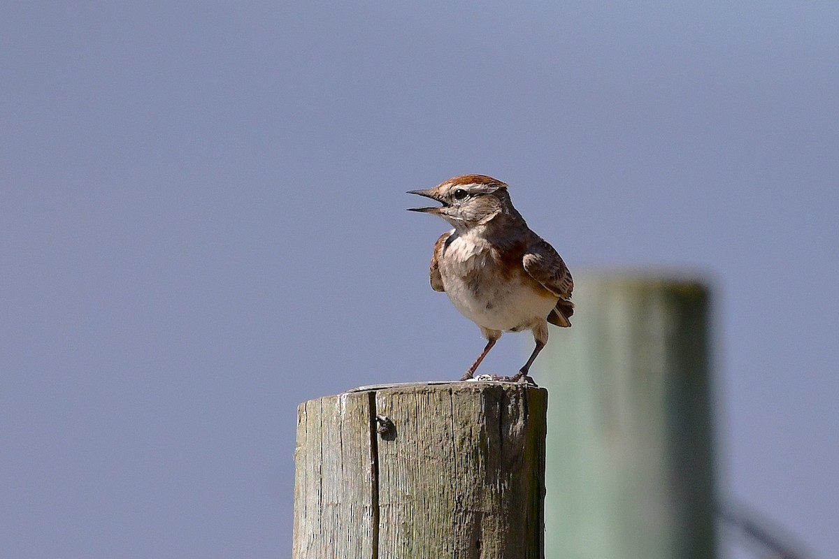 Red-capped Lark - ML643229521