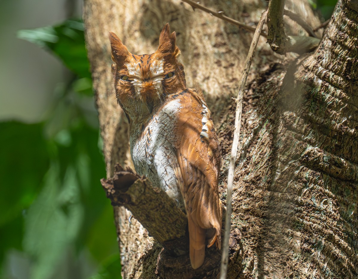 Oriental Scops-Owl - ML643229524