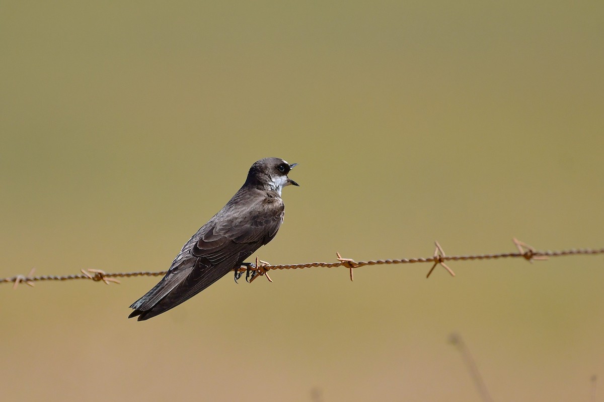 Banded Martin - ML643229527