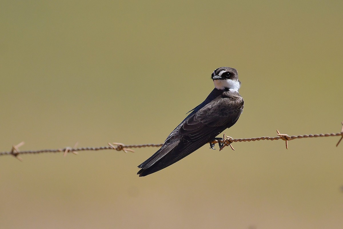 Banded Martin - ML643229528