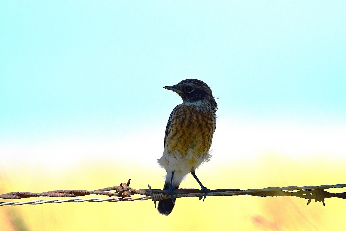 African Stonechat (African) - ML643229541
