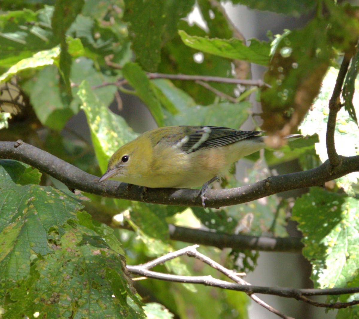 Bay-breasted Warbler - ML643229549