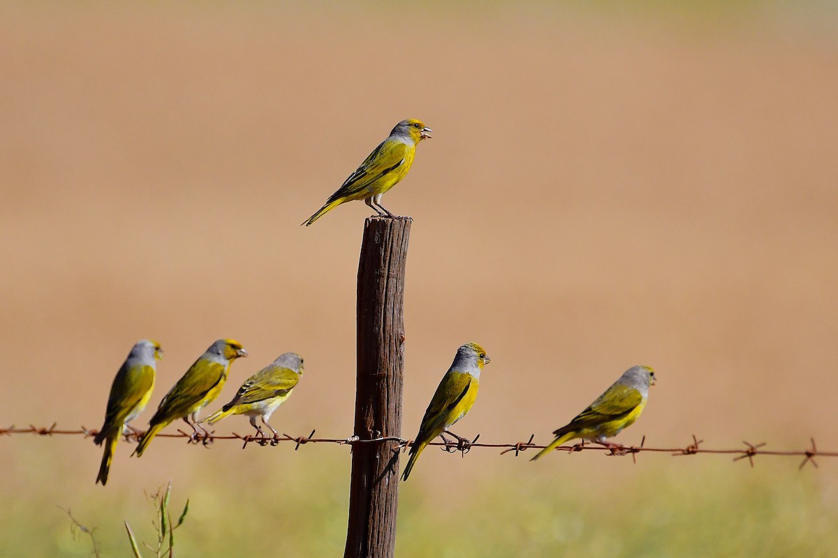 Cape Canary - ML643229557