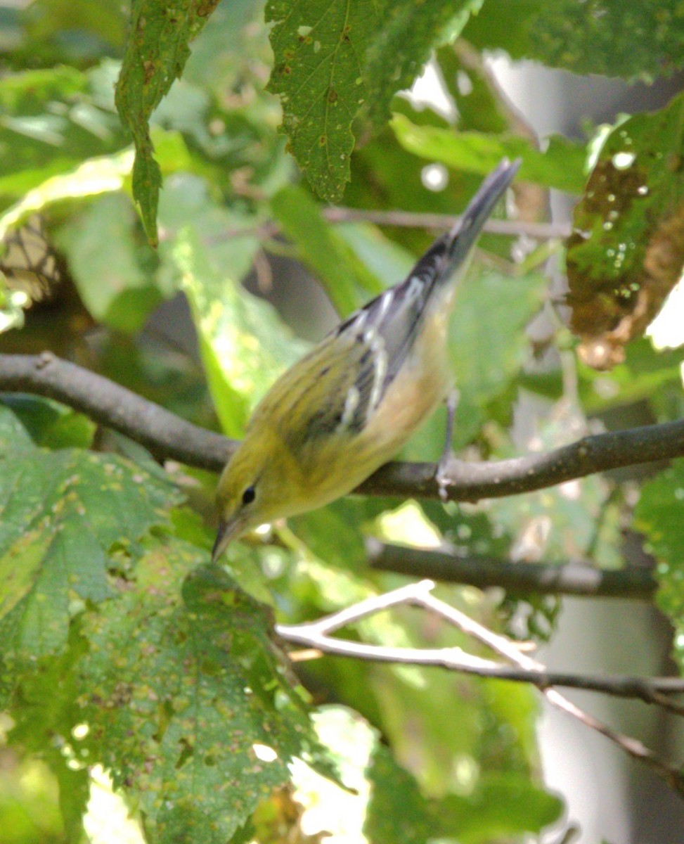 Bay-breasted Warbler - ML643229574