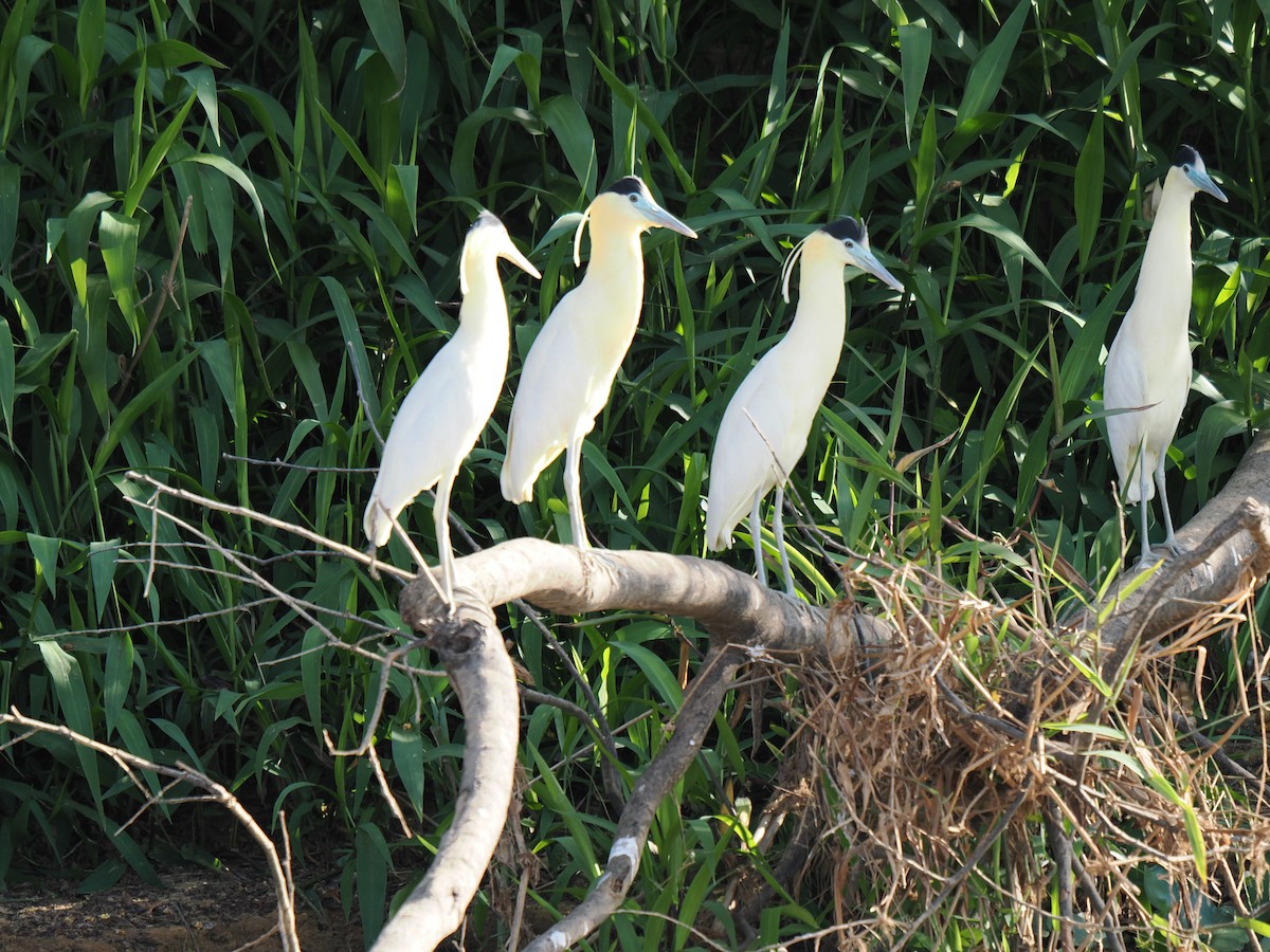 Capped Heron - ML643229610
