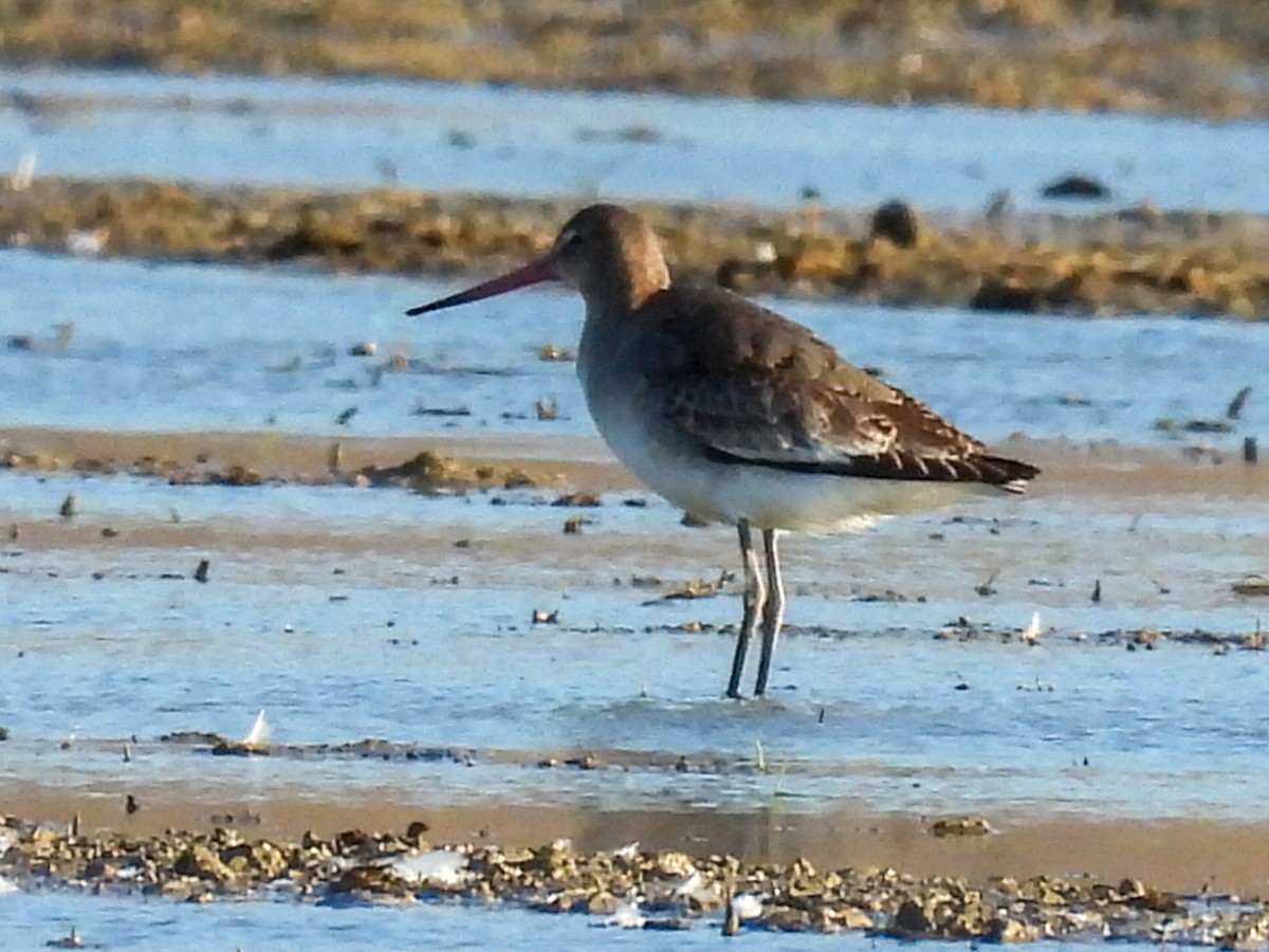 Морин цууцал - ML643229612