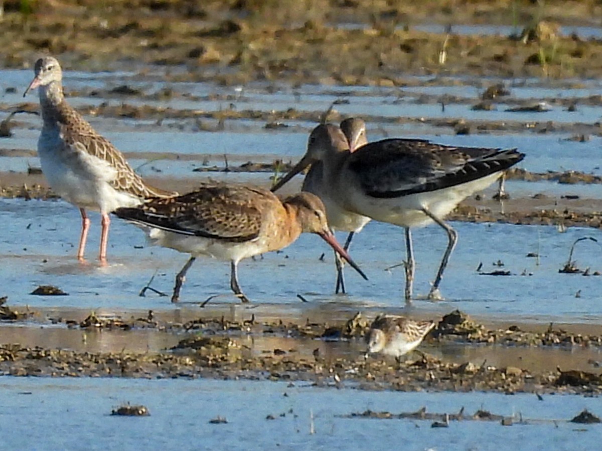 Морин цууцал - ML643229613