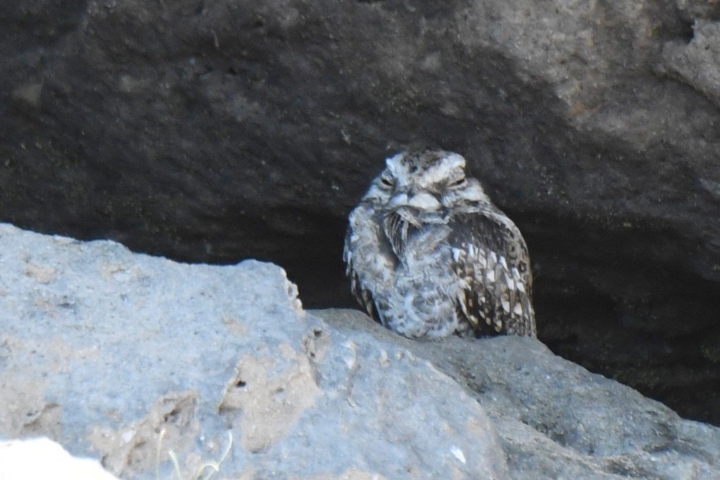 Ladder-tailed Nightjar - ML643229620