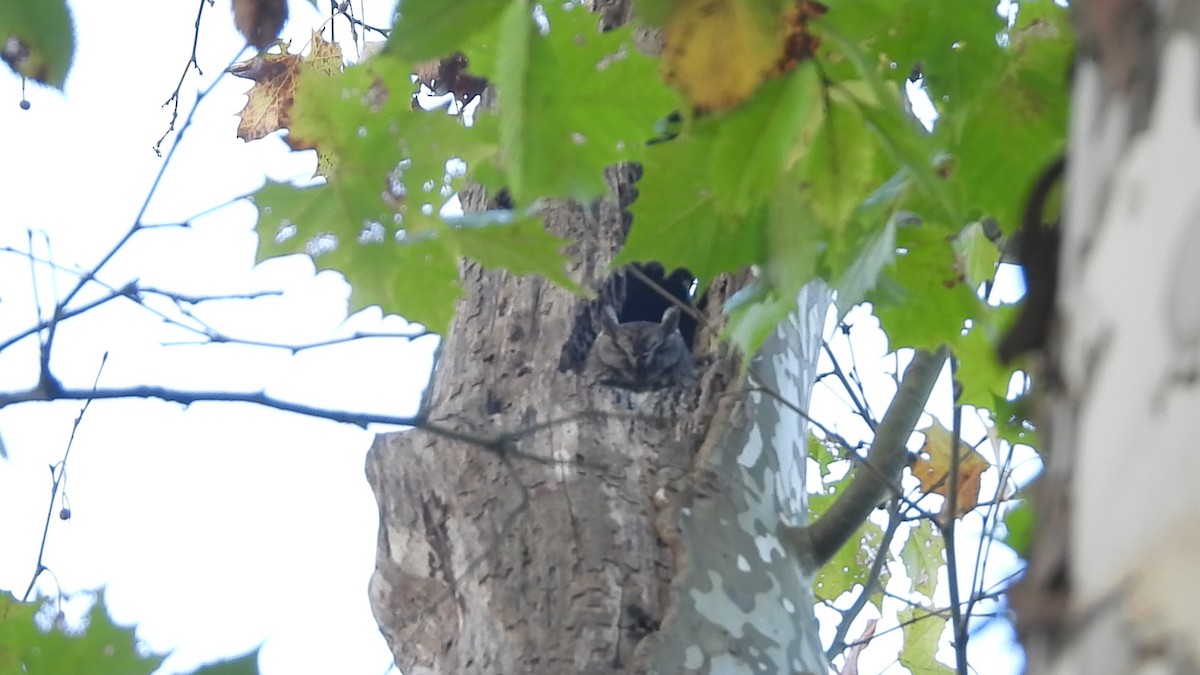 Восточноамериканская совка - ML643229644