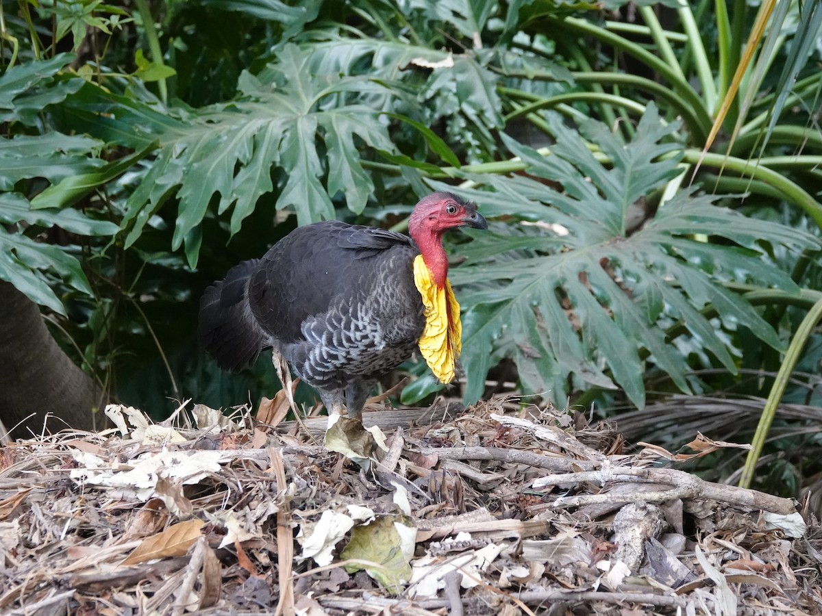 Australian Brushturkey - ML643229647