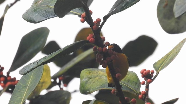 Violaceous Euphonia - ML643229674