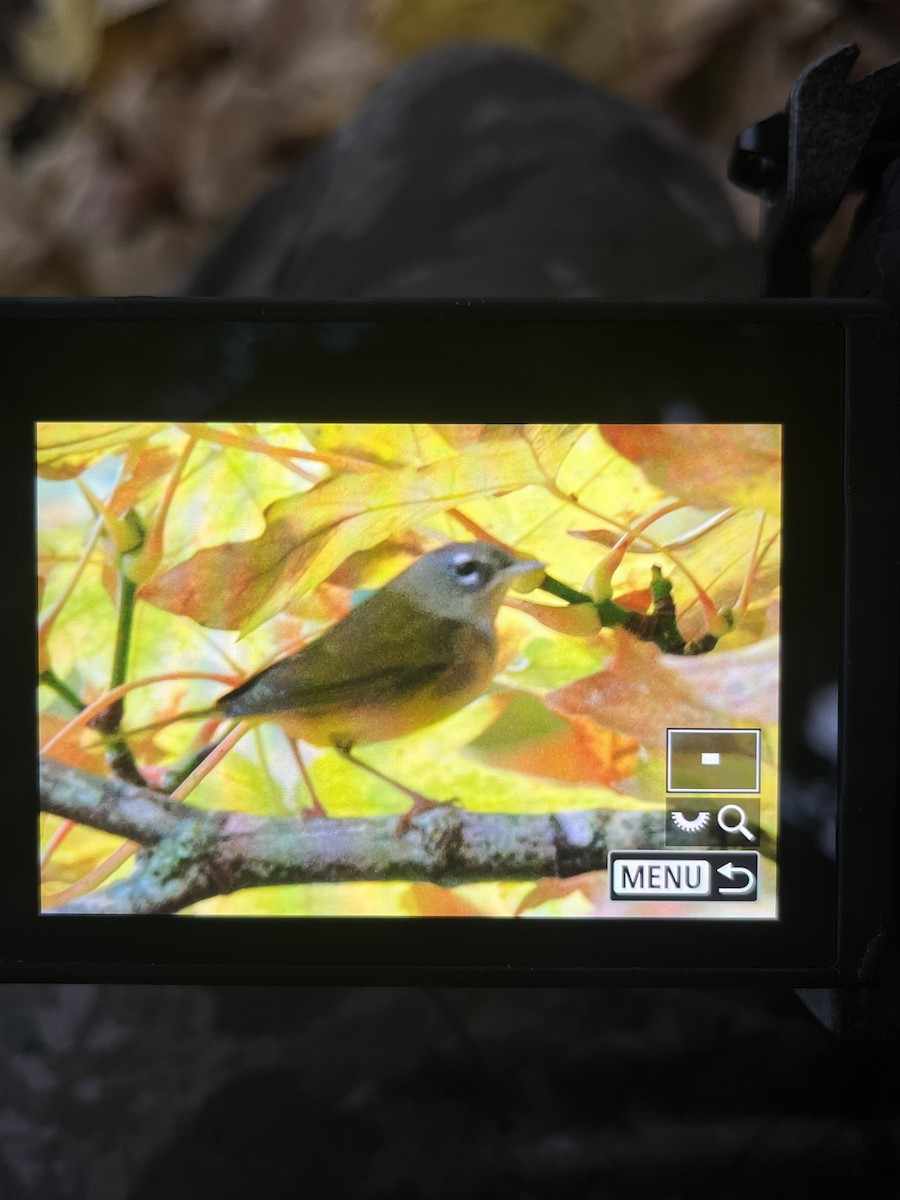 MacGillivray's Warbler - ML643229683
