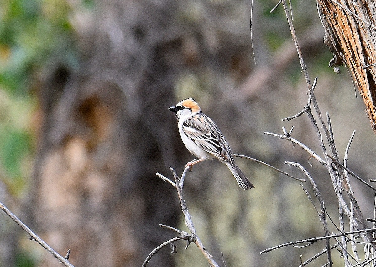 Saxaul Sparrow - ML643229684