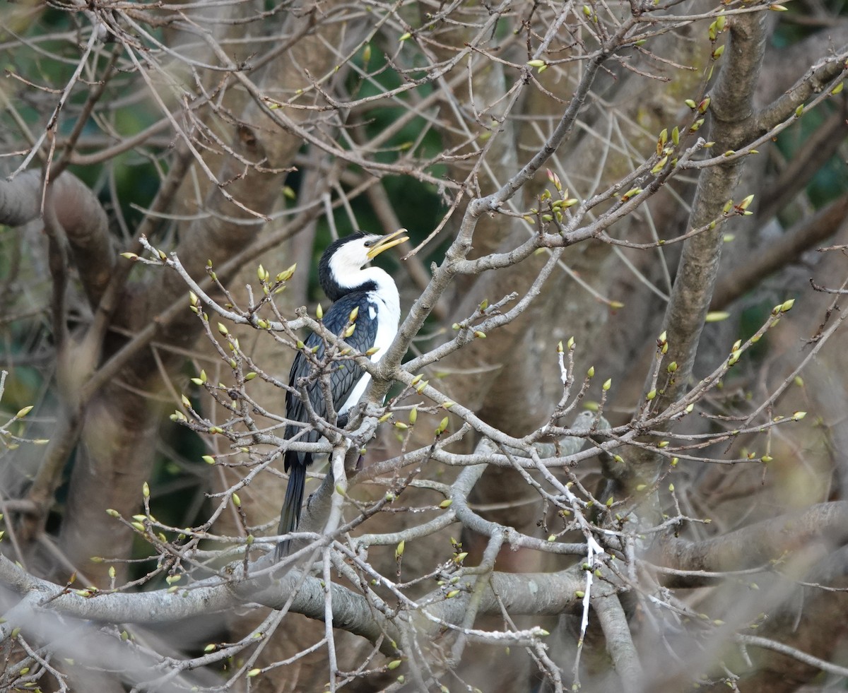 Little Pied Cormorant - ML643229685