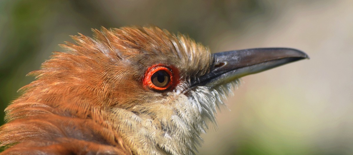 Great Lizard-Cuckoo - ML643229686