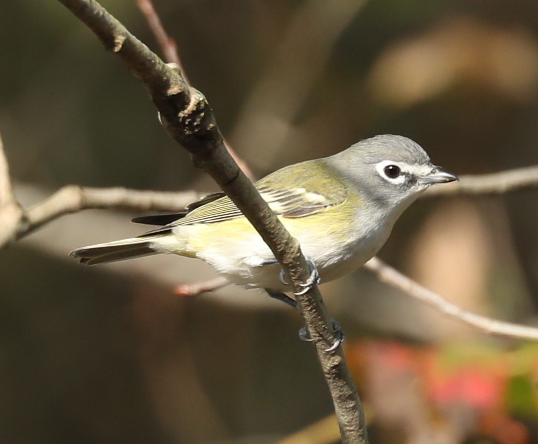 Blue-headed Vireo - ML643229692