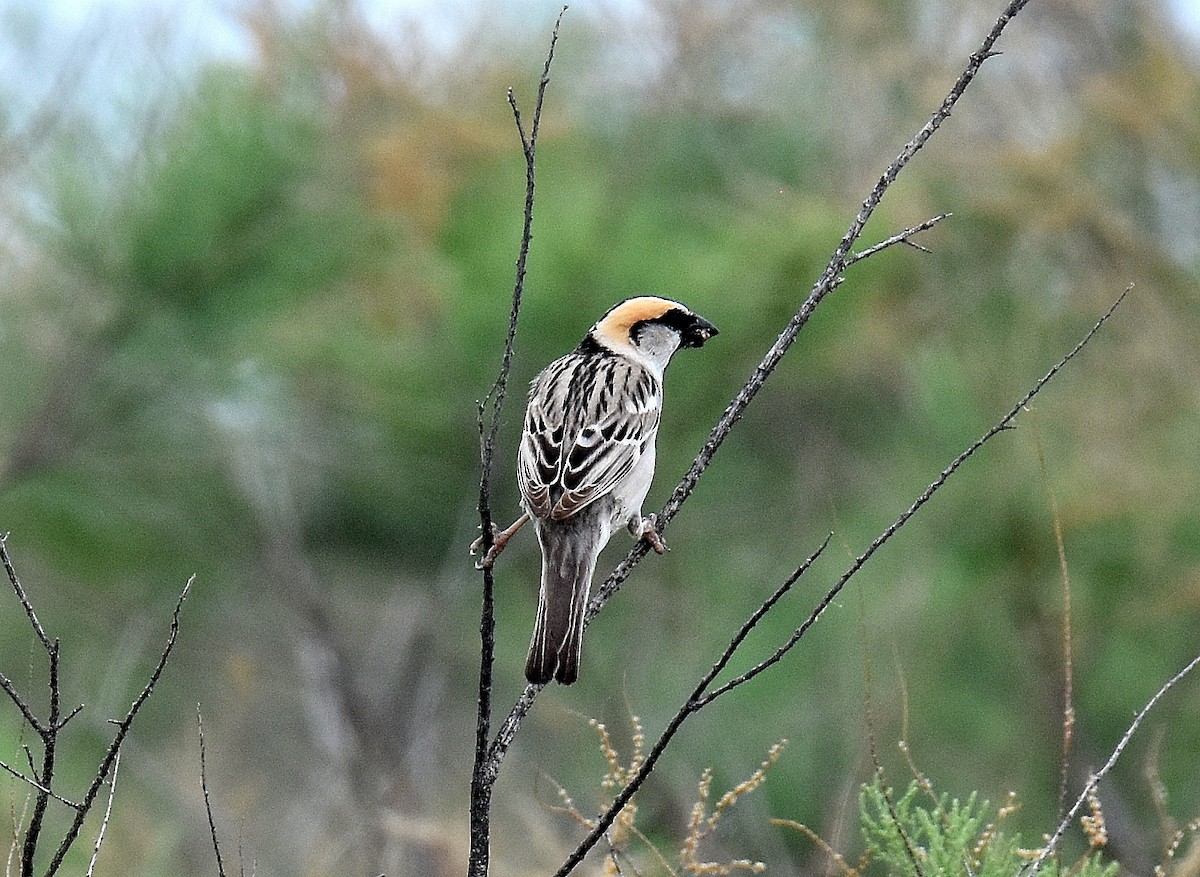 Saxaul Sparrow - ML643229694
