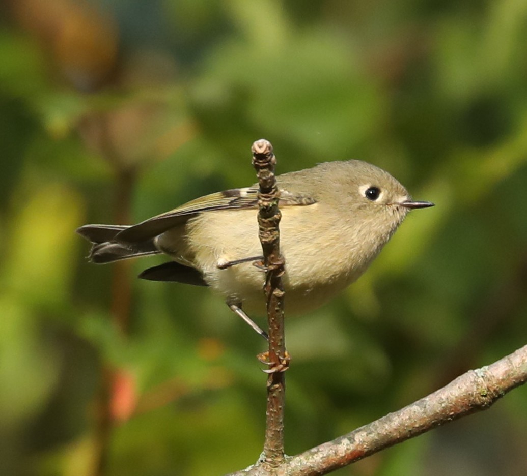 Ruby-crowned Kinglet - ML643229697