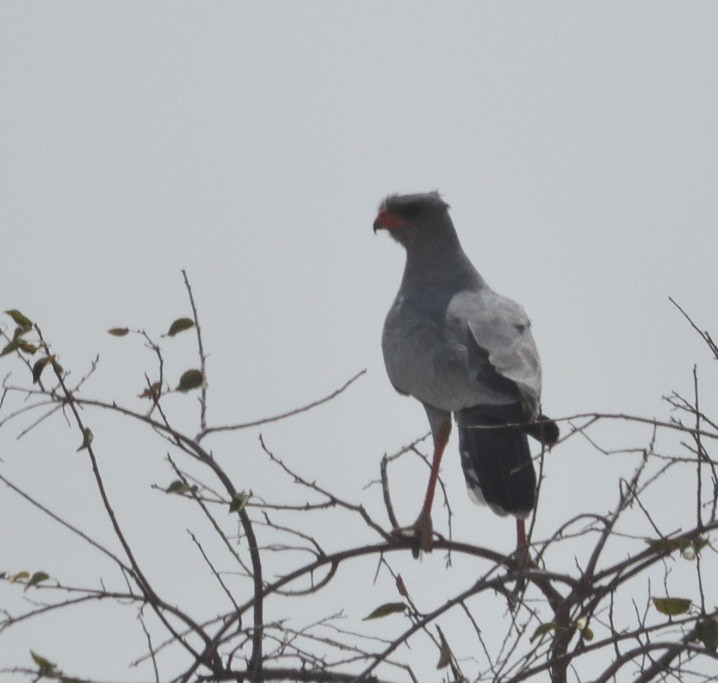 Pale Chanting-Goshawk - ML643229699