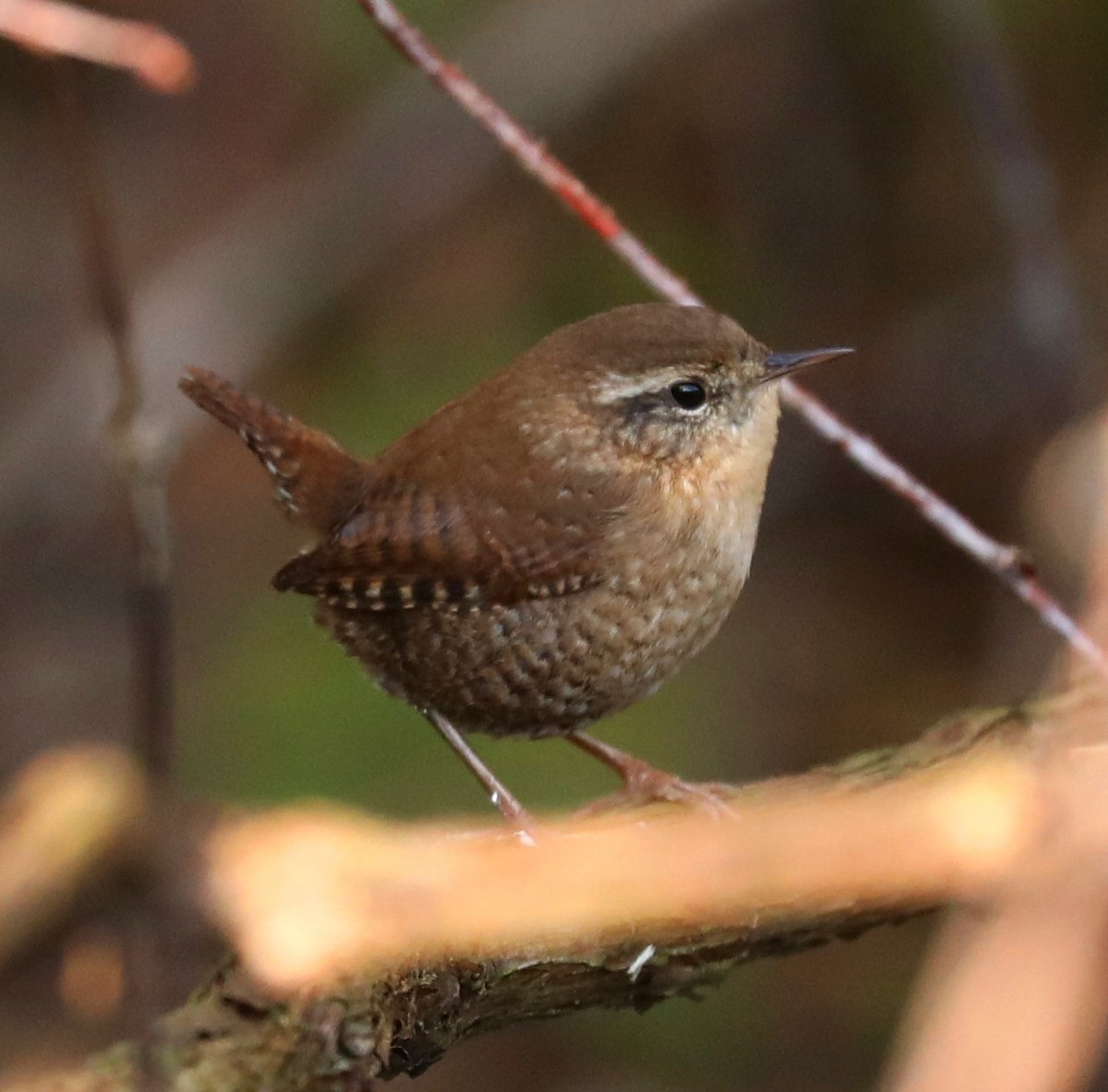 Winter Wren - ML643229700