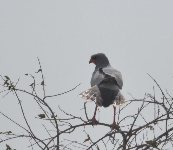 Pale Chanting-Goshawk - ML643229705