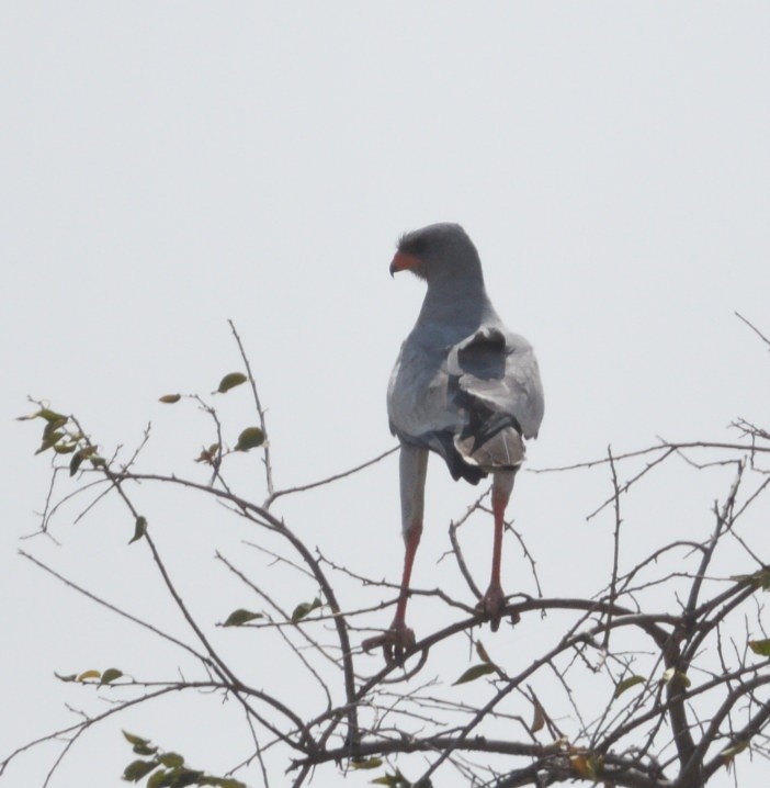 Pale Chanting-Goshawk - ML643229717