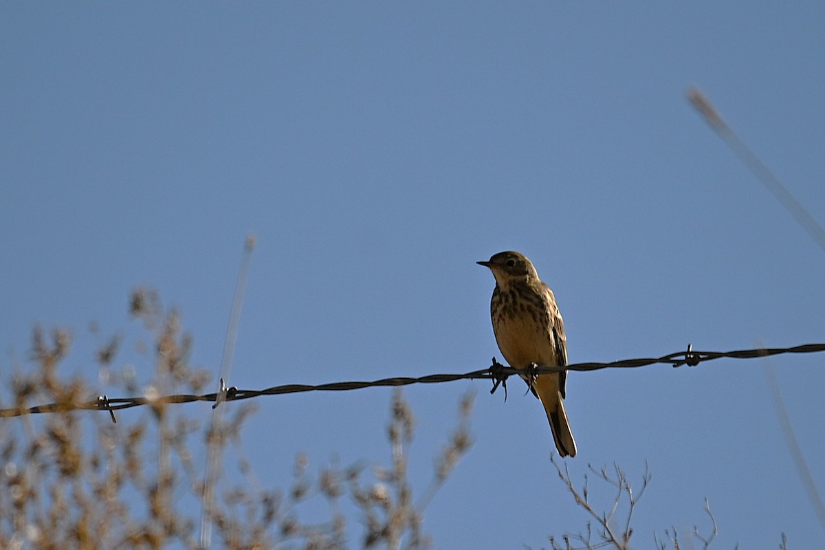 American Pipit - ML643229724